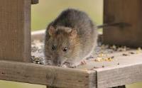 Pest Control Ellenbrook image 2